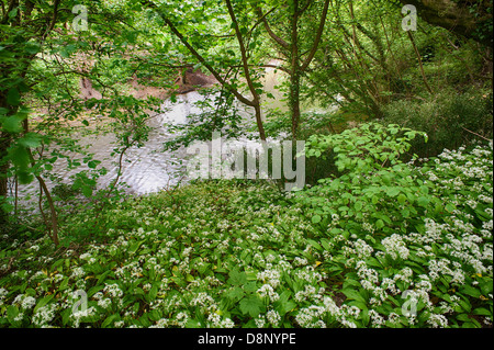 Masse di aglio selvatico piante in piena fioritura fioritura sotto la tettoia di foglie al più presto per bloccare la luce al pavimento della foresta Foto Stock