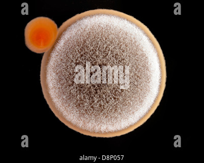 Un primo piano di uno stampo (Aspergillus niger) , e batterica (Staphylococcus aureus) colonia su una piastra di agar. Foto Stock