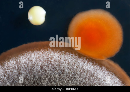 Un primo piano di uno stampo (Aspergillus niger) , e batterica (Staphylococcus aureus) colonia su una piastra di agar. Foto Stock