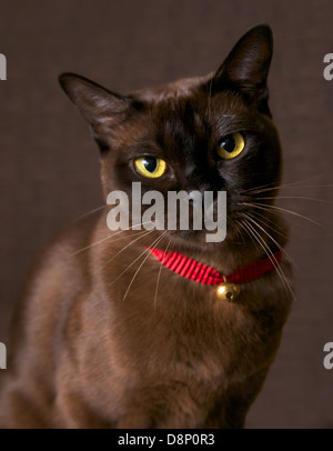 Un marrone gatto birmano su uno sfondo marrone Foto Stock