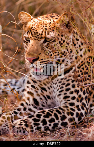 Leopardo Foto Stock