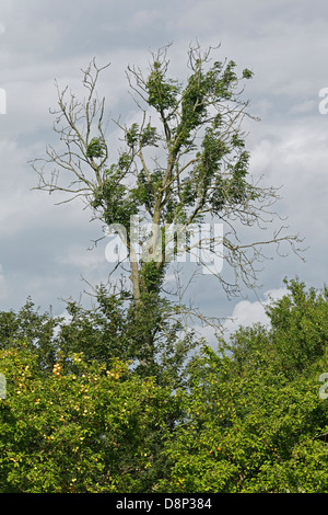 Chalara deperimento delle ceneri (Chalara fraxinea) Foto Stock