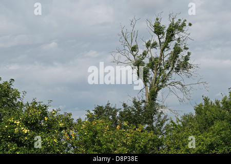 Chalara deperimento delle ceneri (Chalara fraxinea) Foto Stock