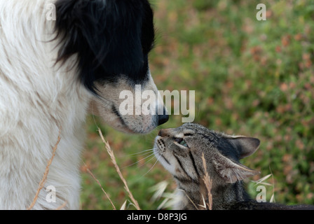 Di cane e di gatto faccia a faccia Foto Stock