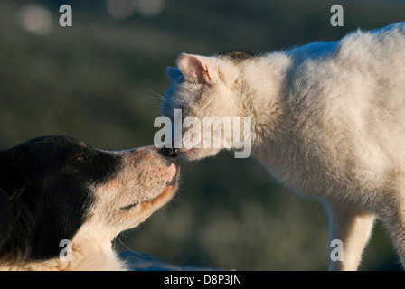 Di cane e di gatto faccia a faccia Foto Stock