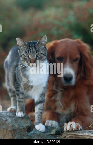 Di cane e di gatto fianco a fianco Foto Stock