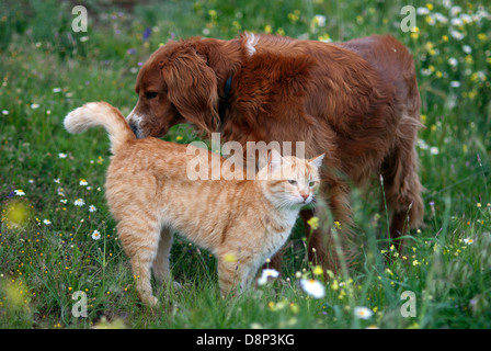 Setter Irlandese lo sniffing presso lo zenzero cat Foto Stock