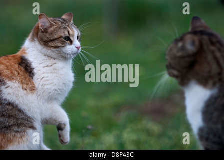 Due gatti faccia a faccia Foto Stock