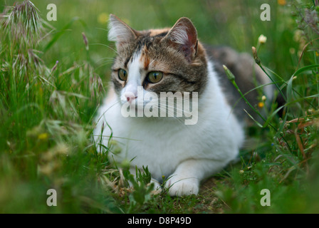 Gatta Calico giacente in erba Foto Stock