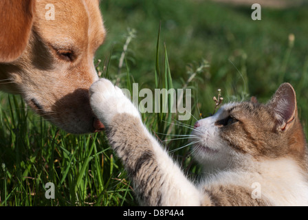 Gatto cane di punzonatura sul naso Foto Stock