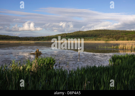 Leighton Moss RSPB riserva a Silverdale, Lancashire Foto Stock