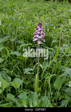 Signora sola orchid nel suo ambiente di prato Orchis purpurea. Foto Stock