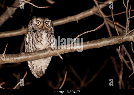 Est della Civetta Foto Stock