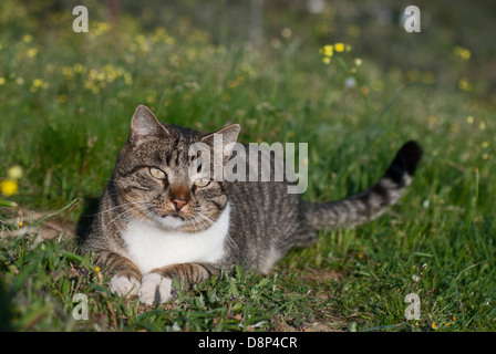 Il gatto domestico che giace nel prato di fiori Foto Stock