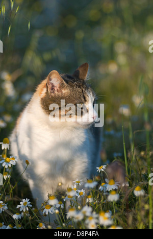 Gatta Calico seduto in un campo di fiori in primavera Foto Stock