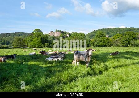 Il Castello di Dunster Somerset Foto Stock