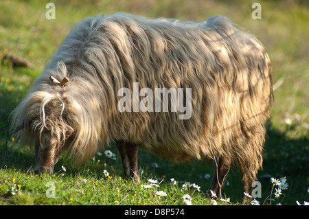 Pecore al pascolo in primavera (Grecia) Foto Stock