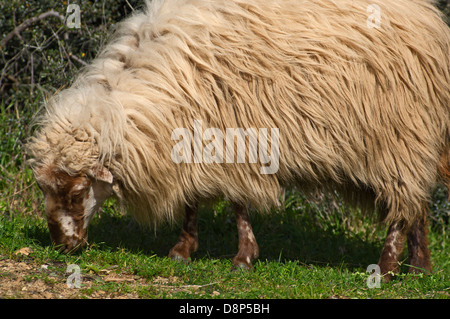 Il pascolo degli animali domestici delle specie ovina (Grecia) Foto Stock