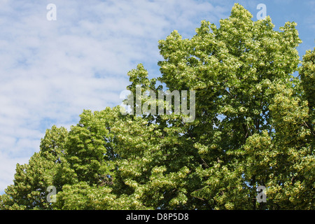 Albero di tiglio a molla nel cielo nuvoloso Foto Stock