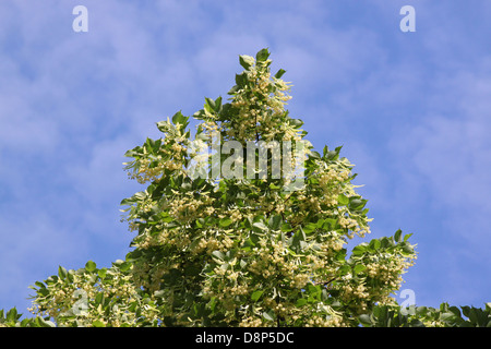 In alto di tiglio oltre il cielo blu Foto Stock