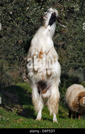 Alimentazione di capra su albero di olivo (Grecia) Foto Stock