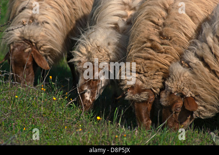 Pecore al pascolo (Grecia) Foto Stock