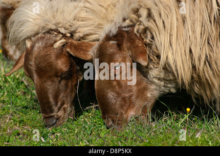 Pecore al pascolo (Grecia) Foto Stock