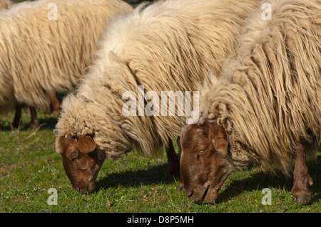 Pecore al pascolo (Grecia) Foto Stock