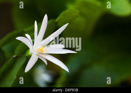 Hatiora gaertneri. Cactus di pasqua. Foto Stock