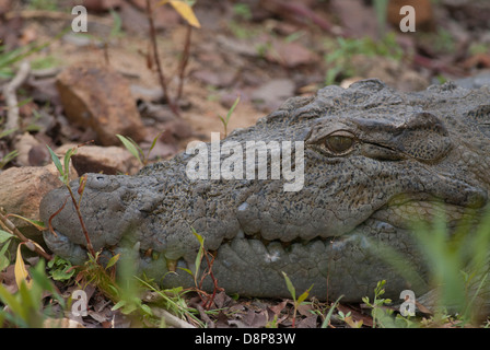 Il coccodrillo o il mugger alligator presso la rinomata Andhari Tadoba  Riserva della Tigre a Chandrapur cartoon turisti di avvertimento Foto stock  - Alamy