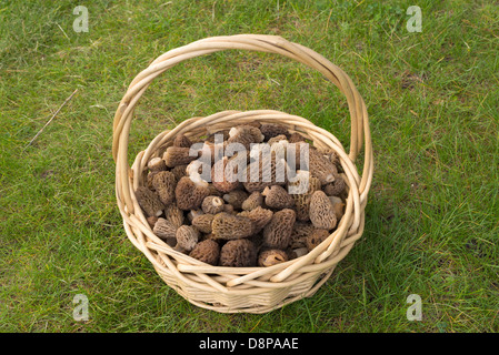 Cesto di spugnole appena raccolto dalla Wallowa Mountains, Oregon. Foto Stock