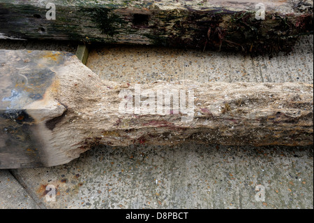 Marciume pier pali di legno rimosso dal molo di swanage dai contraenti jenkins marine Engand Dorset Regno Unito Foto Stock