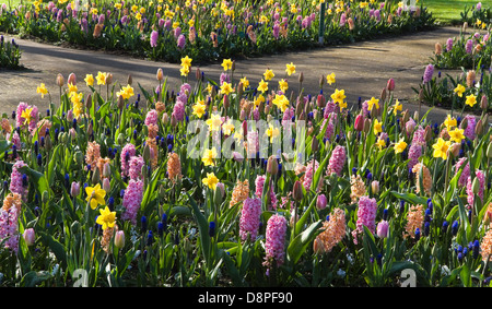 I tulipani, giacinti, narcisi e altri springflowers piantato a un incrocio in posizione di parcheggio Foto Stock