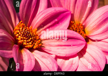 Rosa il Dahlia's close up nella luce del sole dopo la pioggia Foto Stock