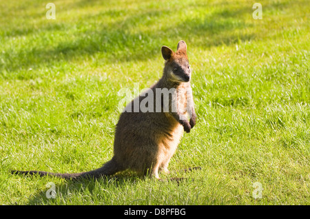 Palude- o nero Wallaby permanente sulla prateria in sole mattutino Foto Stock