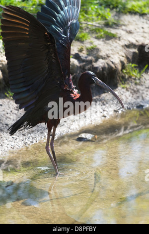 Ibis lucido o Plegadis falcinellus diffondendo le ali nella luce del sole al waterside Foto Stock