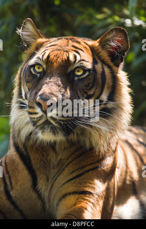 Ritratto del Bengala-, tigre asiatica o Panthera tigris in sole al mattino Foto Stock