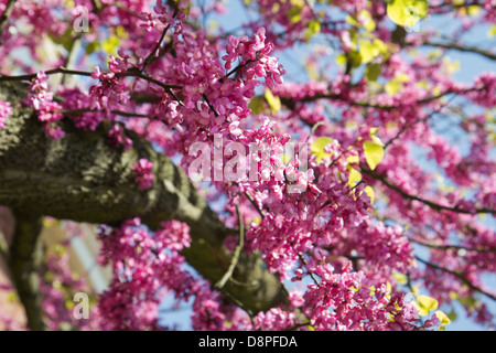 Fioritura rosa dei rami di albero di Giuda o Cercis siliquastrum con cielo blu Foto Stock