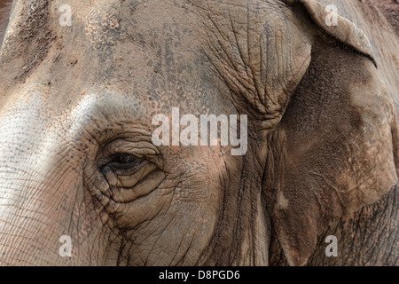 Primo piano dell'occhio ed orecchio di un elefante asiatico, la pelle raggrinzita è coperto da fango Foto Stock