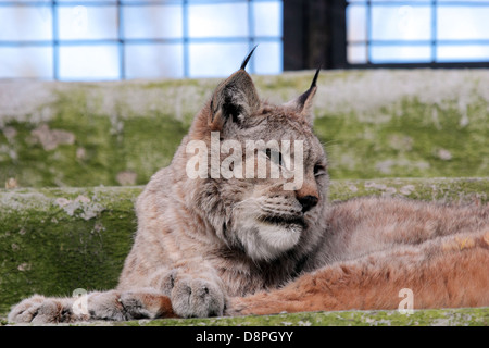 Ritratto di una lince europea (Lynx lynx) di appoggio nella gabbia di uno zoo Foto Stock