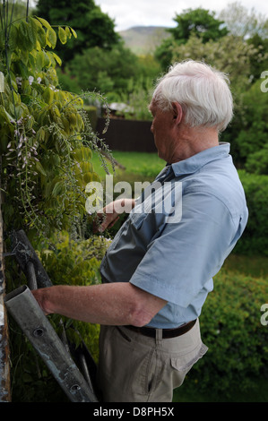 Uomo anziano che fissa il glicine e del giardinaggio su una scala nel suo giardino di casa. Foto Stock