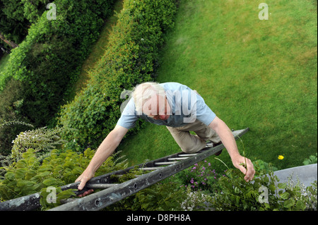 Uomo anziano che fissa il glicine e del giardinaggio su una scala nel suo giardino di casa. Foto Stock