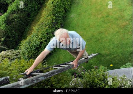 Uomo anziano che fissa il glicine e del giardinaggio su una scala nel suo giardino di casa. Foto Stock