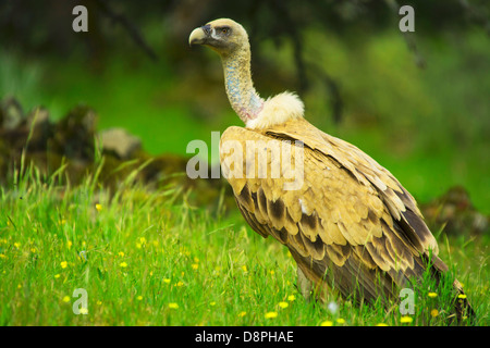 Buitre leonado en primavera toledo espa Foto Stock