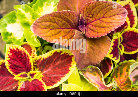 Gruppo di coleus piante con foglie colorate Foto Stock