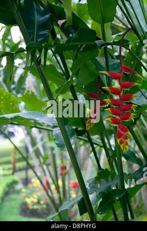 Impianto di insolita per i motivi della Rimkok Hotel in Chiang Rai, Thailandia Foto Stock