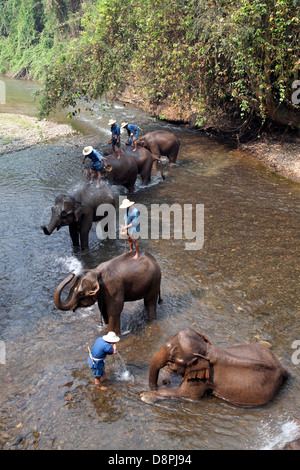 Bagno degli elefanti di Chiang Dao Elephant Camp in Chiang Mai Thailandia Foto Stock