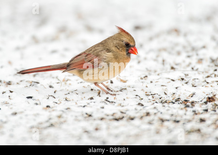 Femmina cardinale Nord rovistando nella neve per semi sul terreno Foto Stock