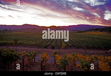 Napa Valley, California. Vigneto vicino a Sant'Elena all' inizio dell' autunno. Foto Stock