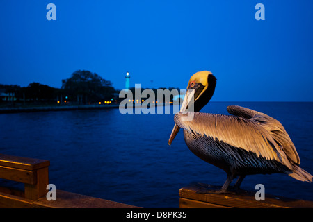 Un pellicano bruno al tramonto su un molo di pesca, San Simone's Island, GEORGIA, STATI UNITI D'AMERICA Foto Stock